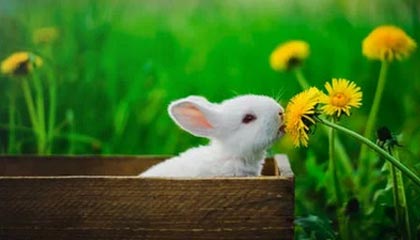 华体会hth官方网站下载-英超冠军争夺：悬念激烈，精彩纷呈！，英超冠军分析