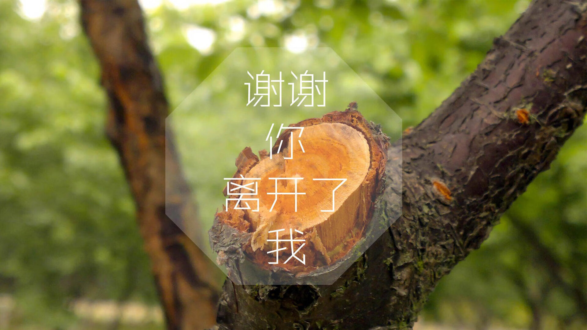_凯尔特人持续高歌猛进，冠军梦逐步逼近_，凯尔特人经典比赛