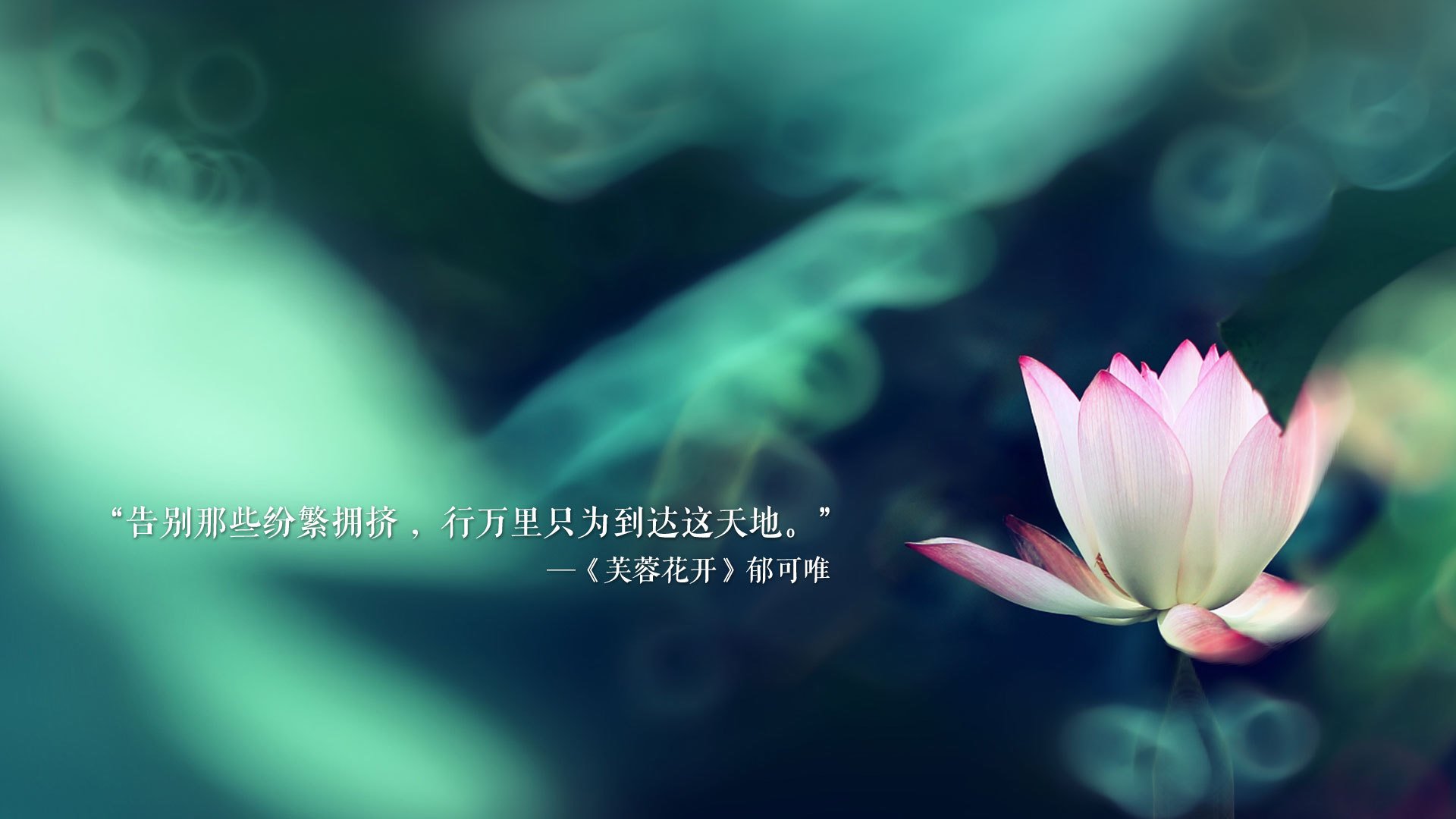 悉尼国王球员健康状况良好，悉尼国王直播