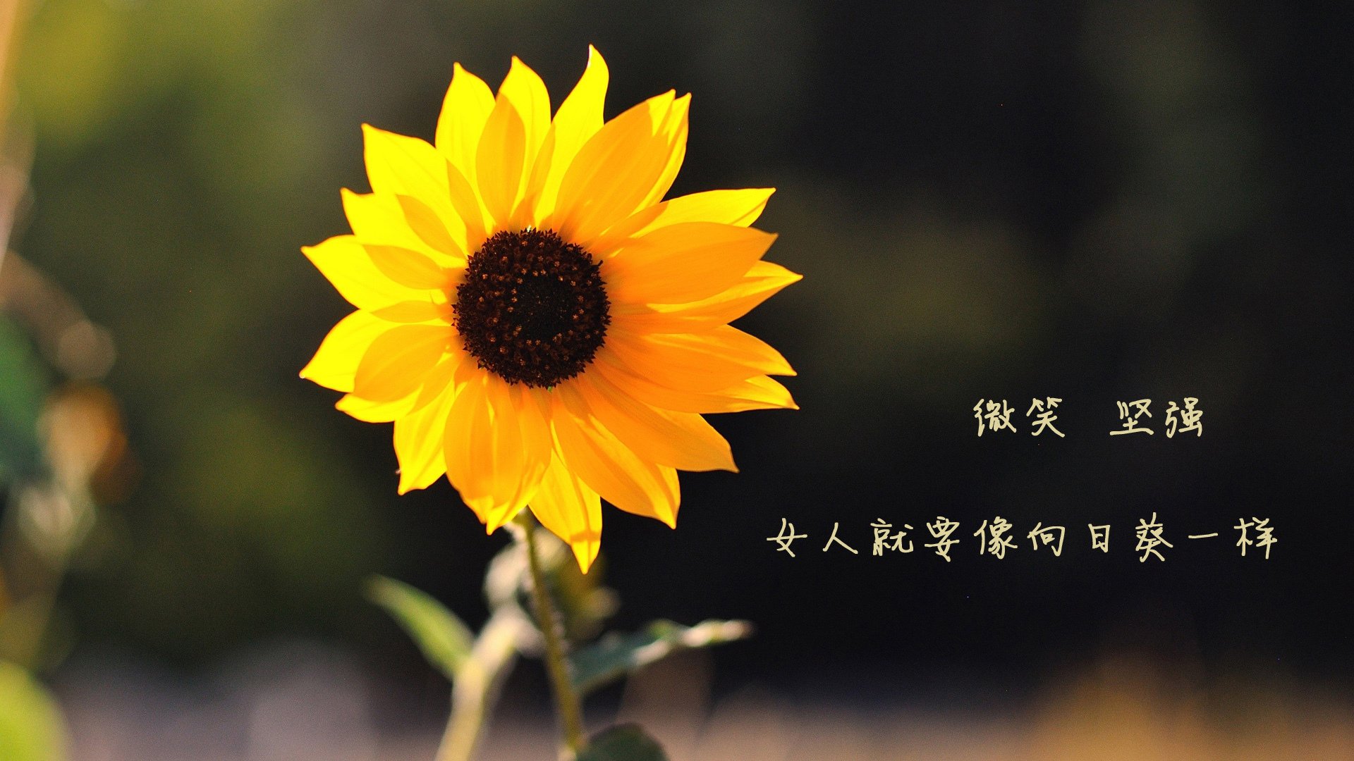 英格兰队队员状态回暖，疑似将在国际比赛获胜，英格兰队最新阵容