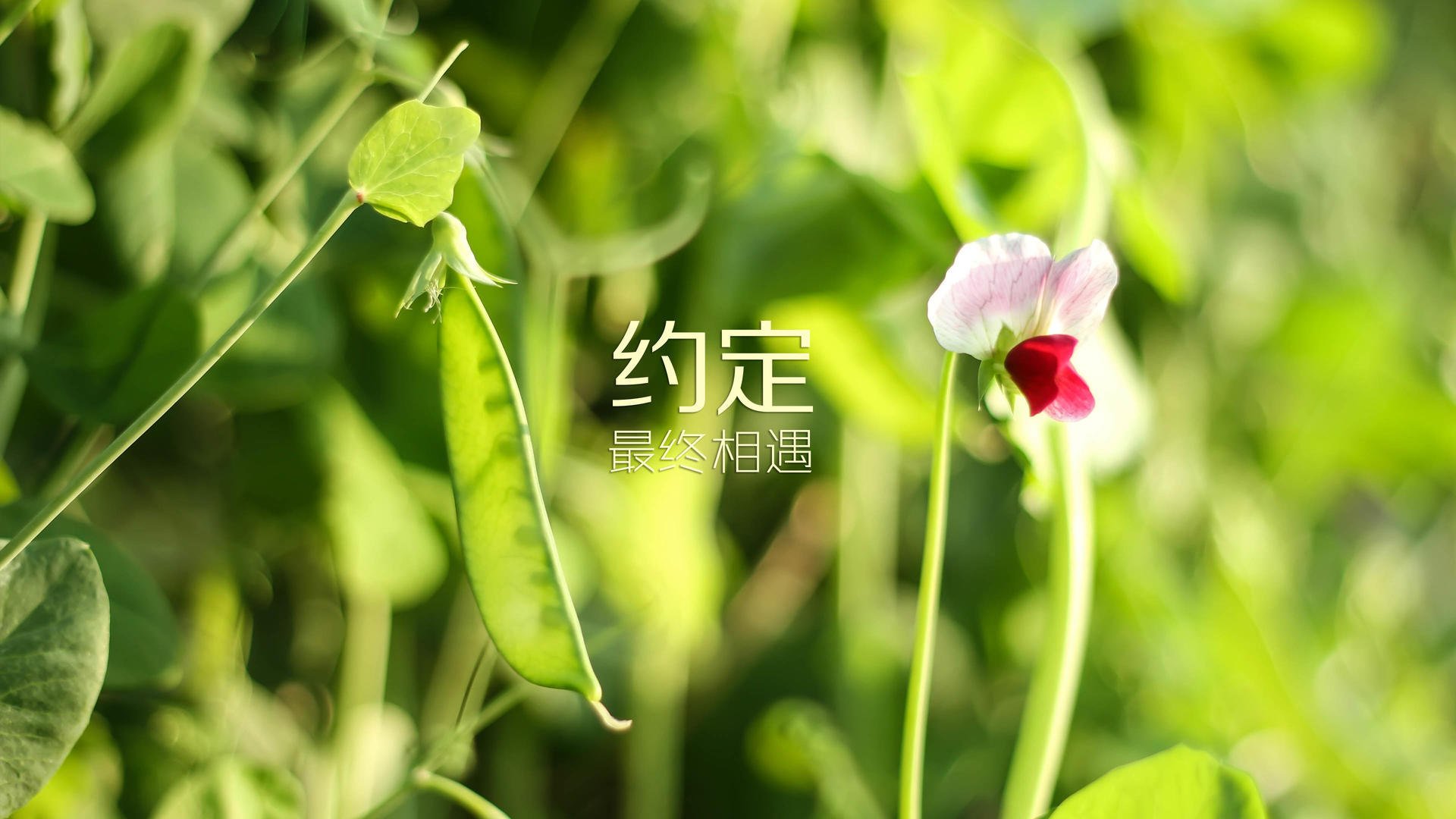 与世界高手争锋 李冰洁无畏出击