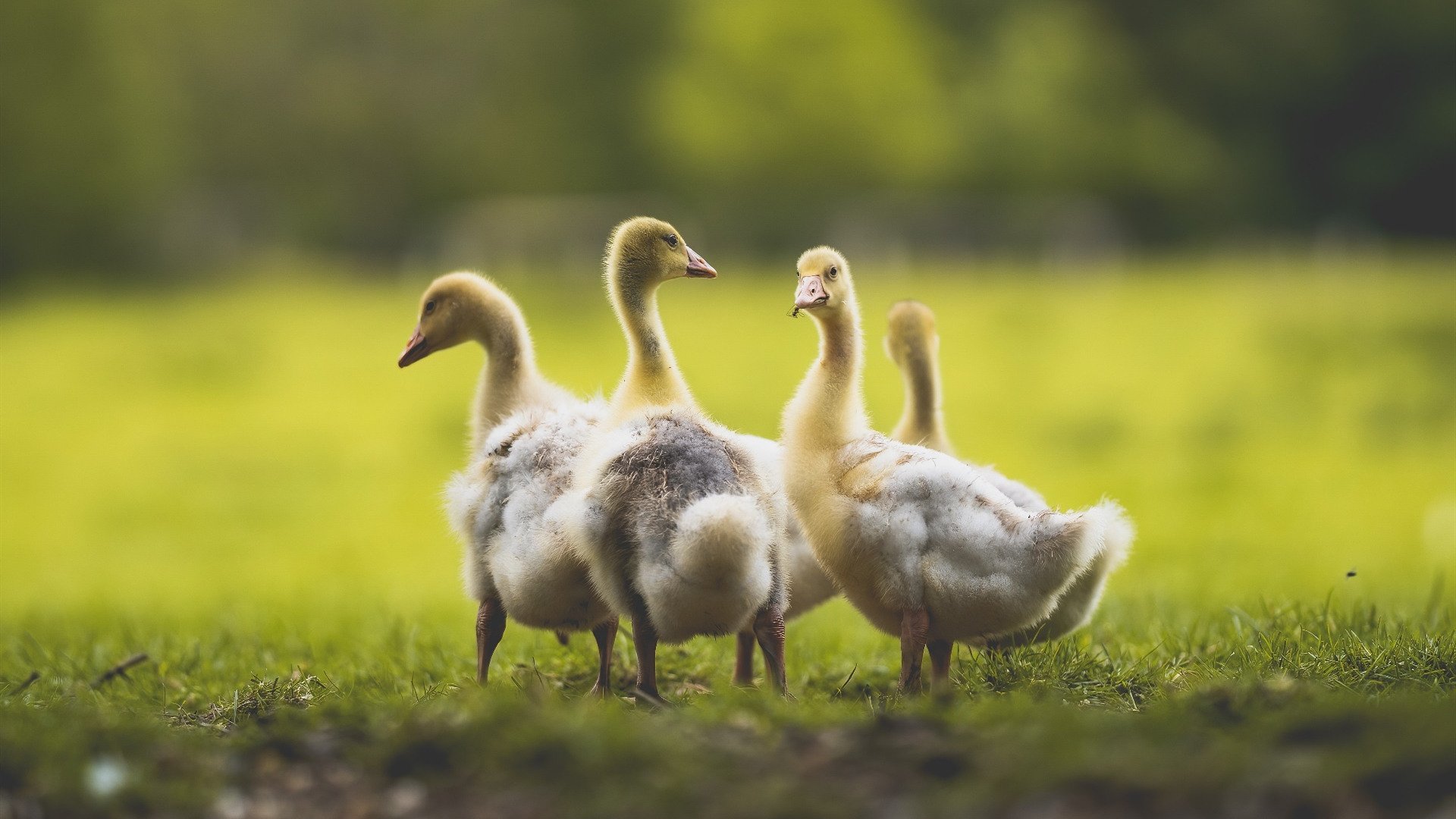 华体会手机在线-英格兰男子橄榄球队再成焦点，英格兰橄榄球国家队