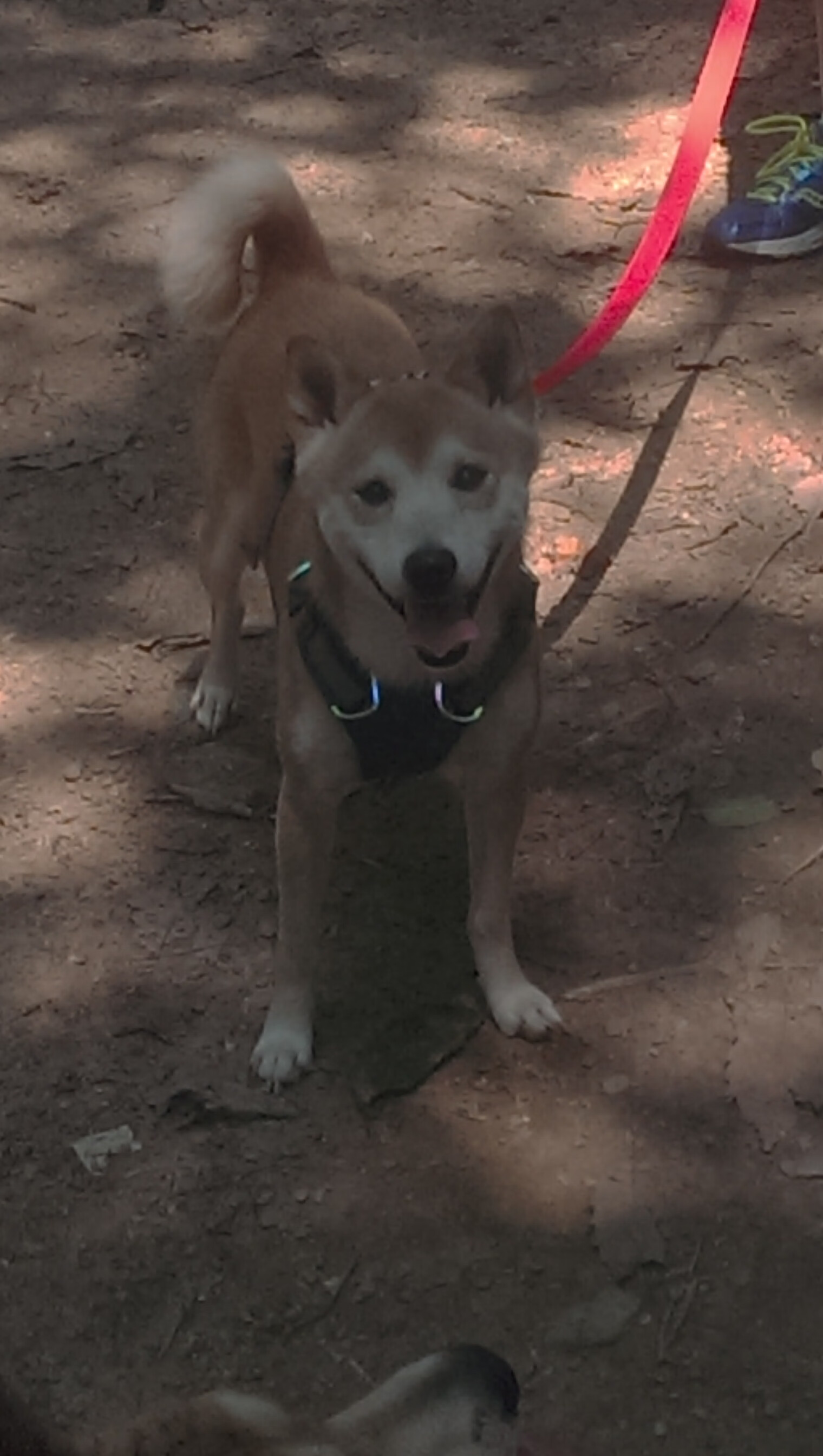 英格兰男子橄榄球队再成焦点,英格兰橄榄球国家队